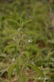Andrographis echioides fullplant3.jpg